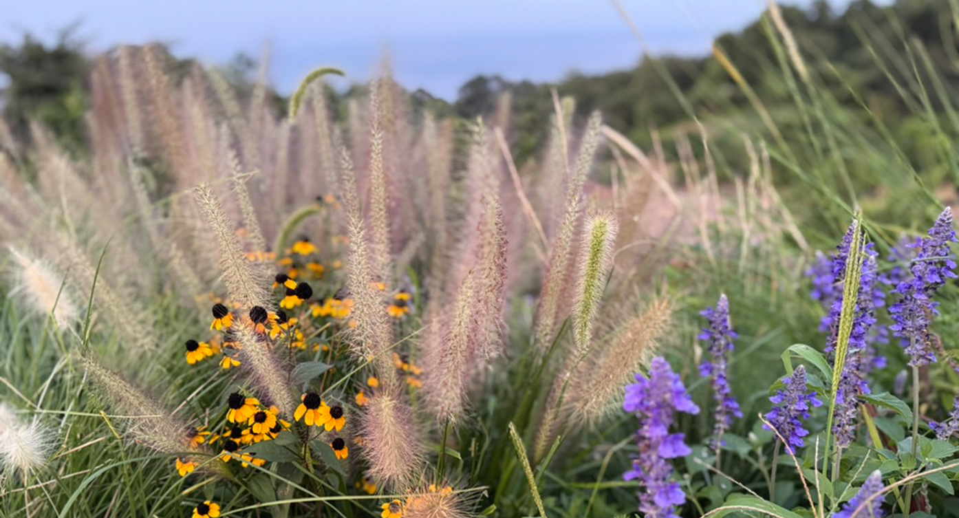 オフグリッドガーデンの美しい植栽!