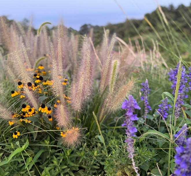 オフグリッドガーデンの美しい植栽!